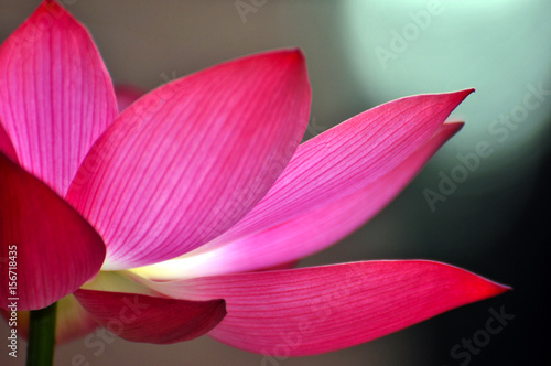 Blossom lotus flower