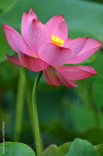 Blossom lotus flower