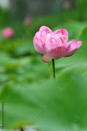 Wallpaper Mural Blossom lotus flower Torontodigital.ca