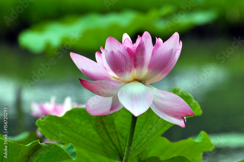 Blossom lotus flower