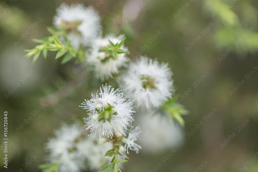 Wild Flower. Wild Flower.