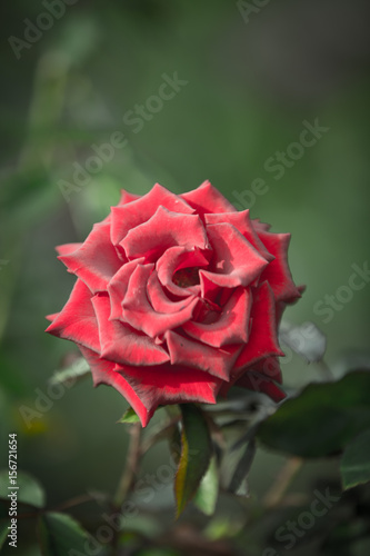 Valentine Red Rose