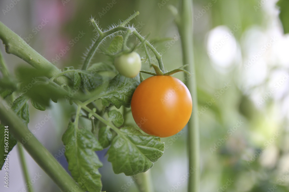 Organic tomatoes on a branch in a hothouse
