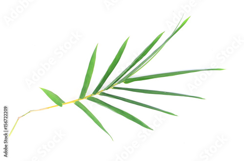 bamboo leaves on White background texture.beautiful surface © kowit1982