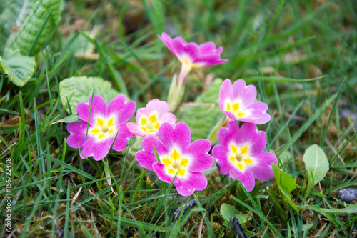 rose crocus