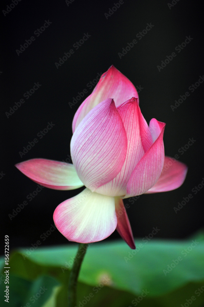 Blossom lotus flower