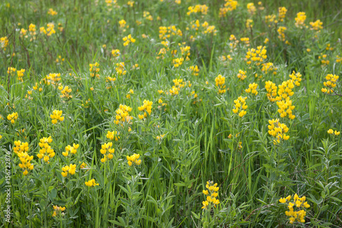 Yellow field