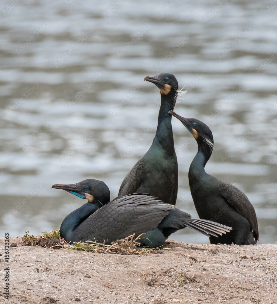 Fototapeta premium Brandt's cormorants in breeding plumage at Point Lobos State Reserve, California coast.