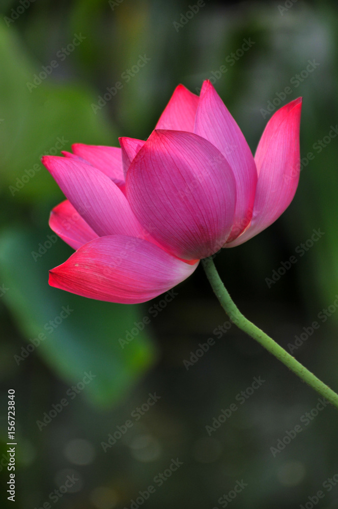 Blossom lotus flower