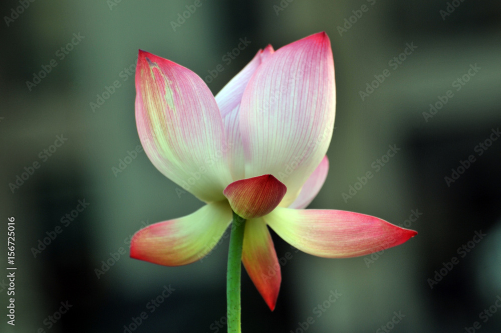 Blossom lotus flower