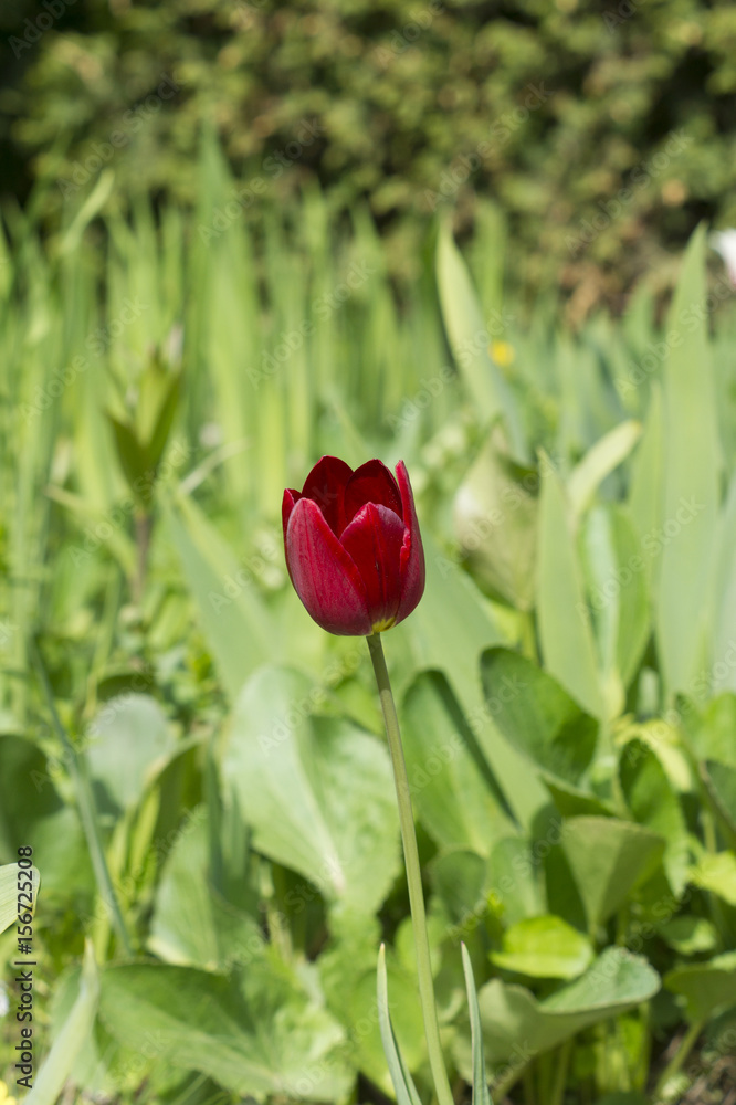 Dark red tulip in grass background Dark red tulip in grass background