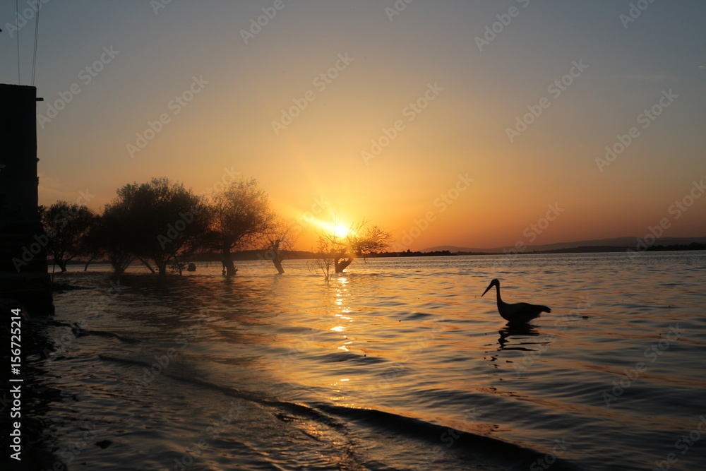 gölyazı stork gölyazı stork