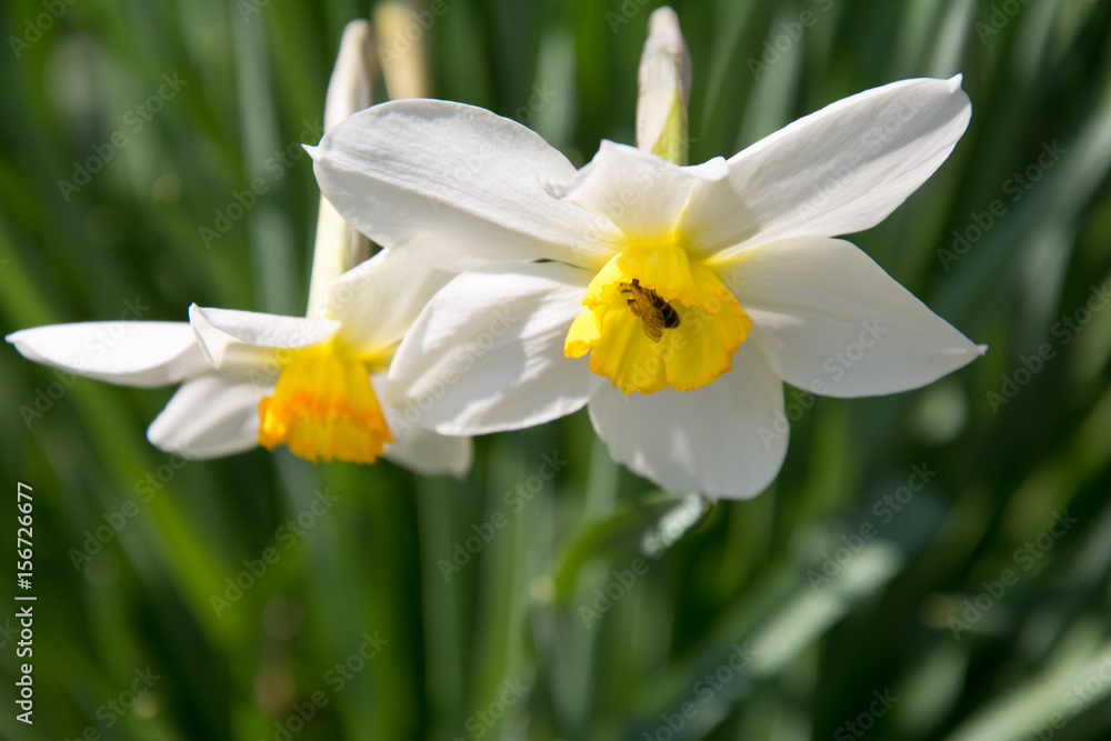 daffodils daffodils