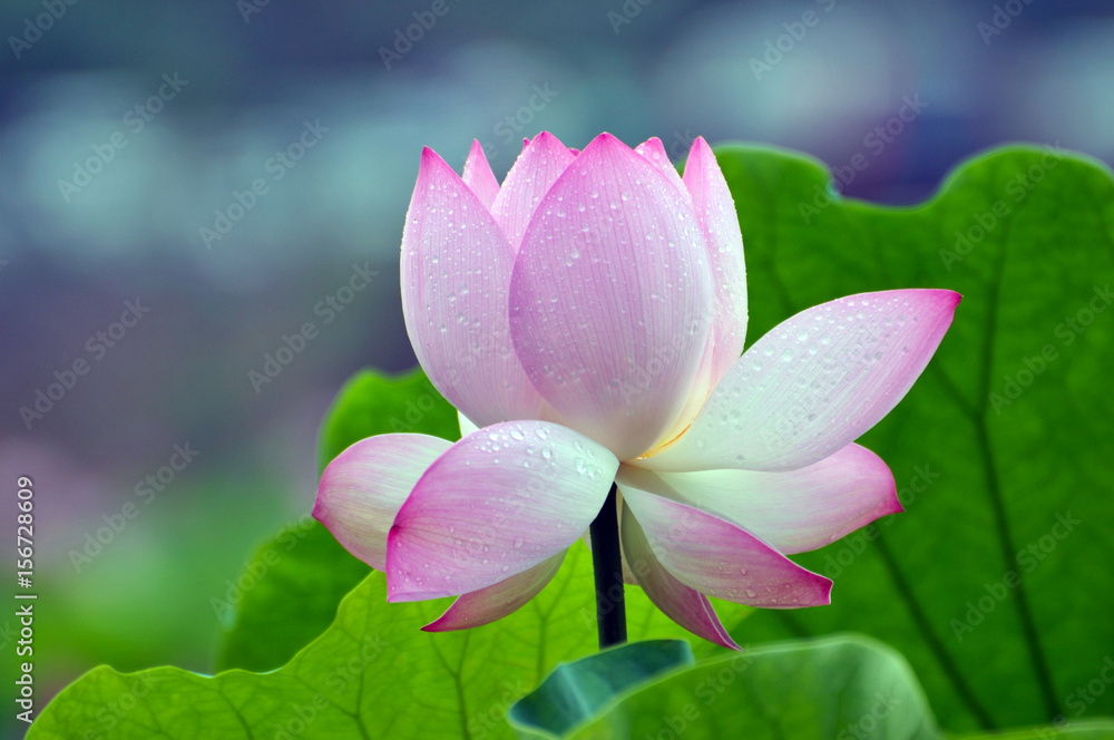 Fototapeta premium Blossom lotus flower
