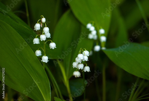 White lily of the valley in the forest. Convallaria. Lily of the valley, valley lily. Beautiful lily of the valley flowers in green blur bokeh nature background, spring concept. May-lily.