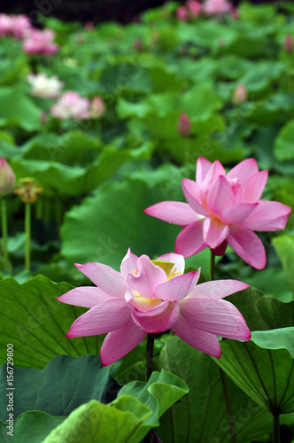 Blossom lotus flower