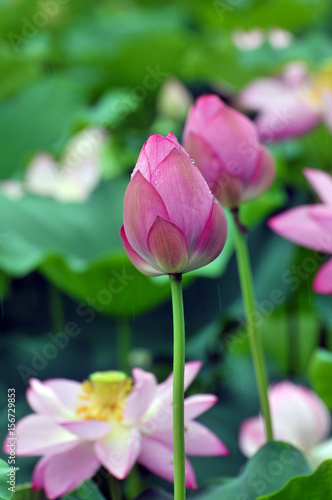 Blossom lotus flower