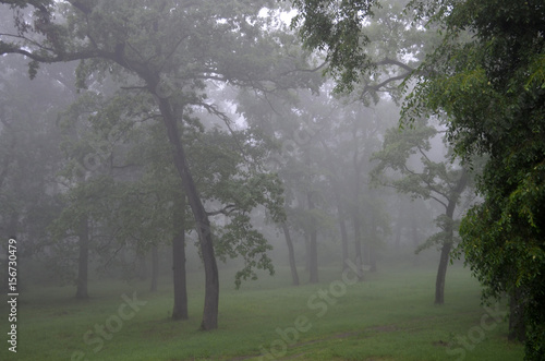 Fog / Elm and oak forest decorated with fog in the early morning in Srem, Vojvodina.