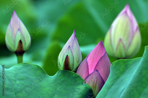 Blossom lotus flower