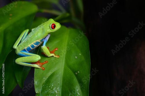 Colorful amazon Red-eyed tree frog clutching on green leaf with selective focus at eye and black copy space, background for natural or exotic pet