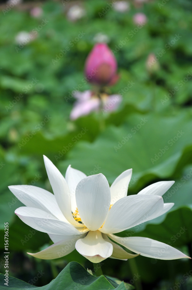 Fototapeta premium Blossom lotus flower