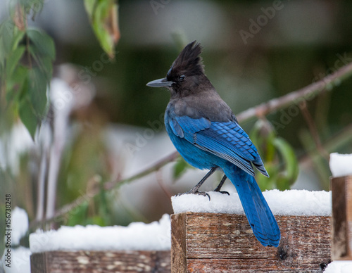 Steller's Jay (Cyanocitta stelleri) perched in snow, Gabriola, BC, Canada