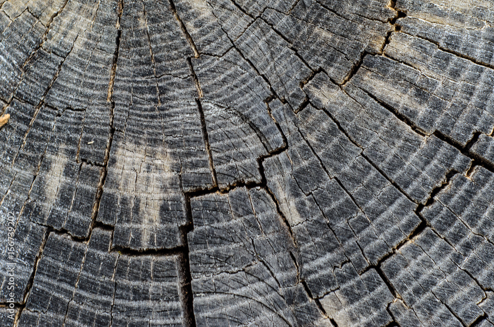 Fototapeta premium Wooden texture for background