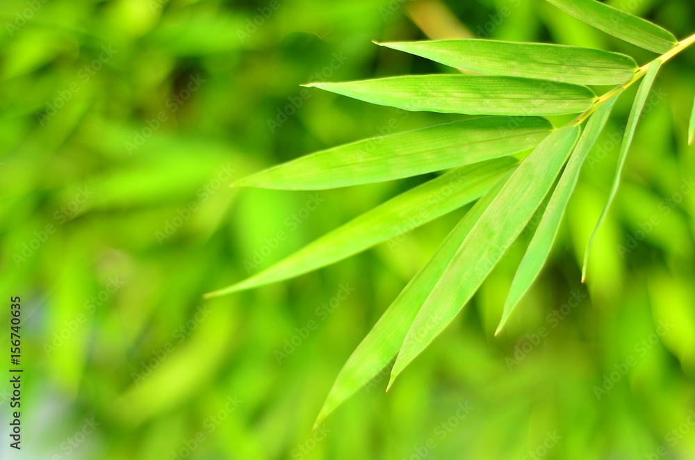 wall bamboo leaves,in rainy season, wall bamboo leaves,in rainy season,