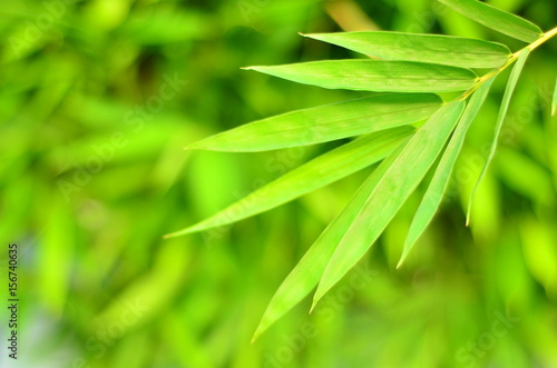 wall bamboo leaves in rainy season 