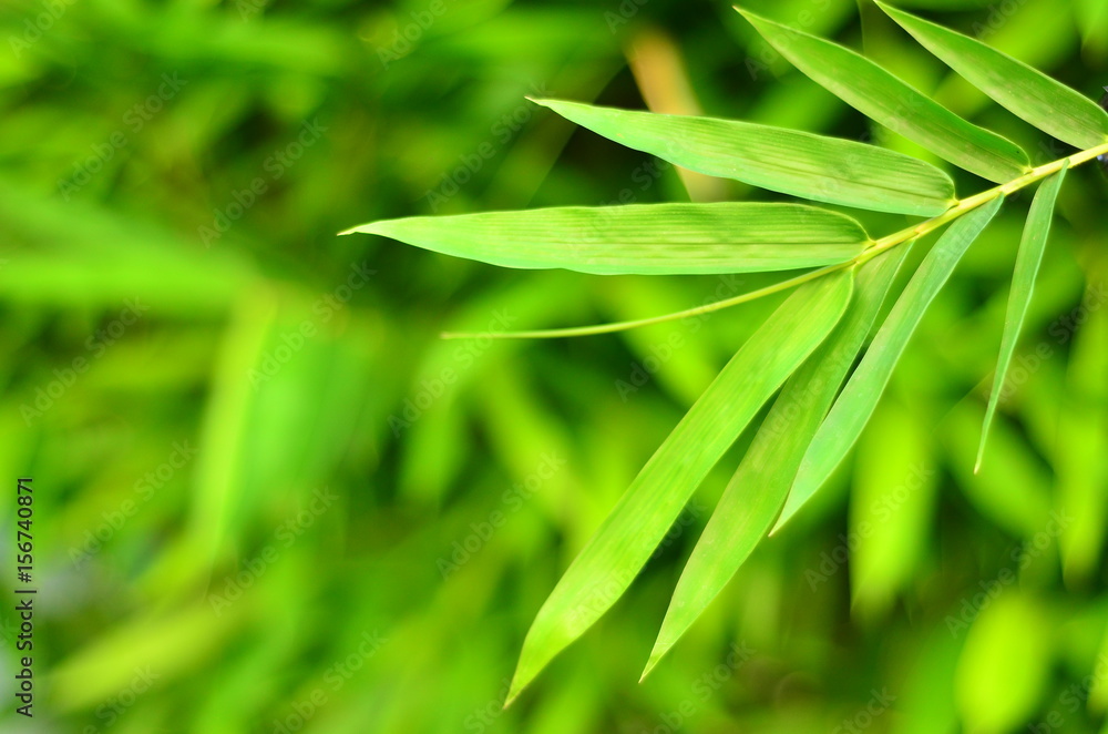 Fototapeta premium wall bamboo leaves,in rainy season,