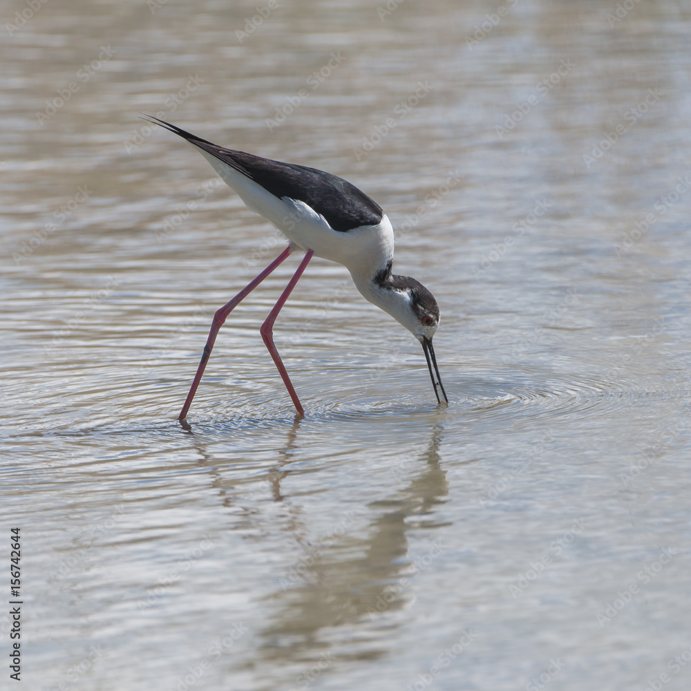 Black-winged Stilt, Himantopus himantopus eating on the shore Black-winged Stilt, Himantopus himantopus eating on the shore