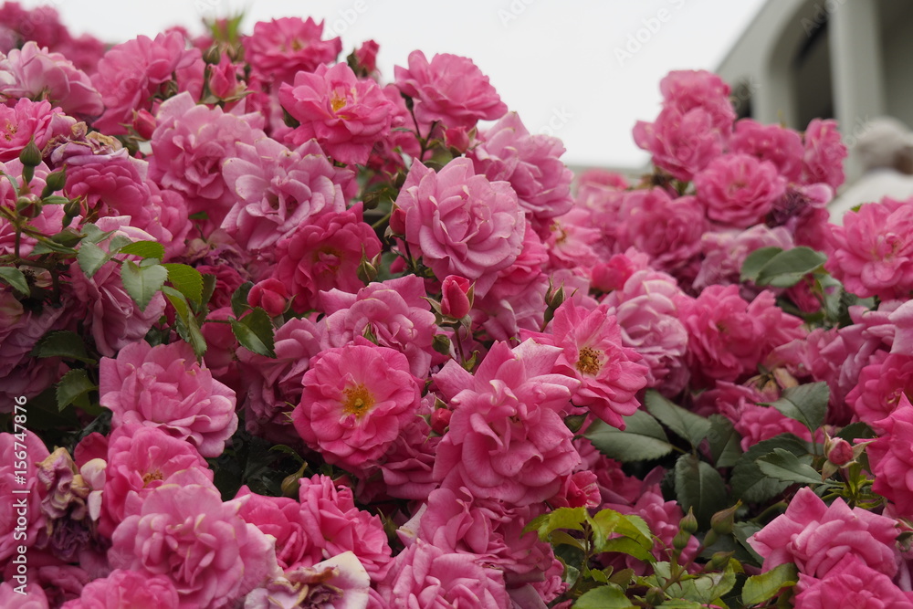 薔薇 薔薇