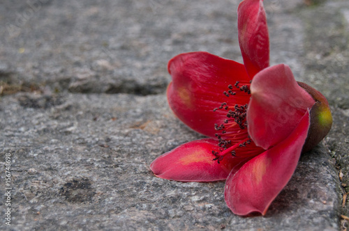 Red bombax cieba flower on the ground photo