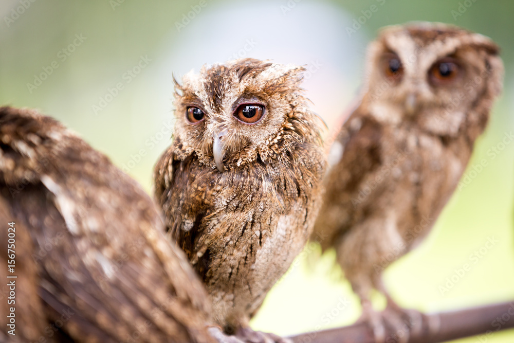 Obraz premium group of beautiful small owl