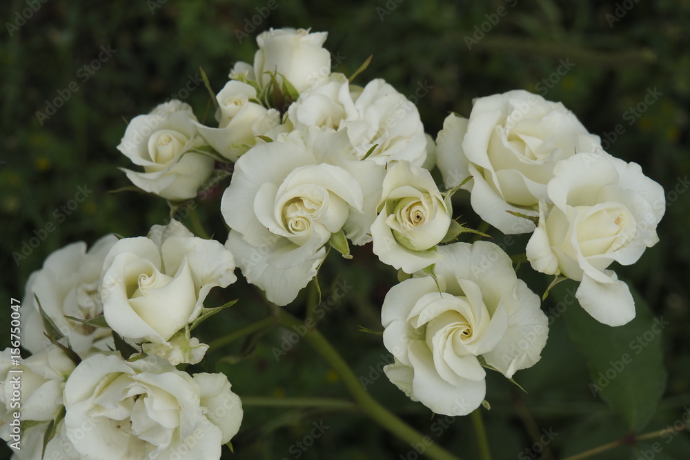 Obraz premium 薔薇