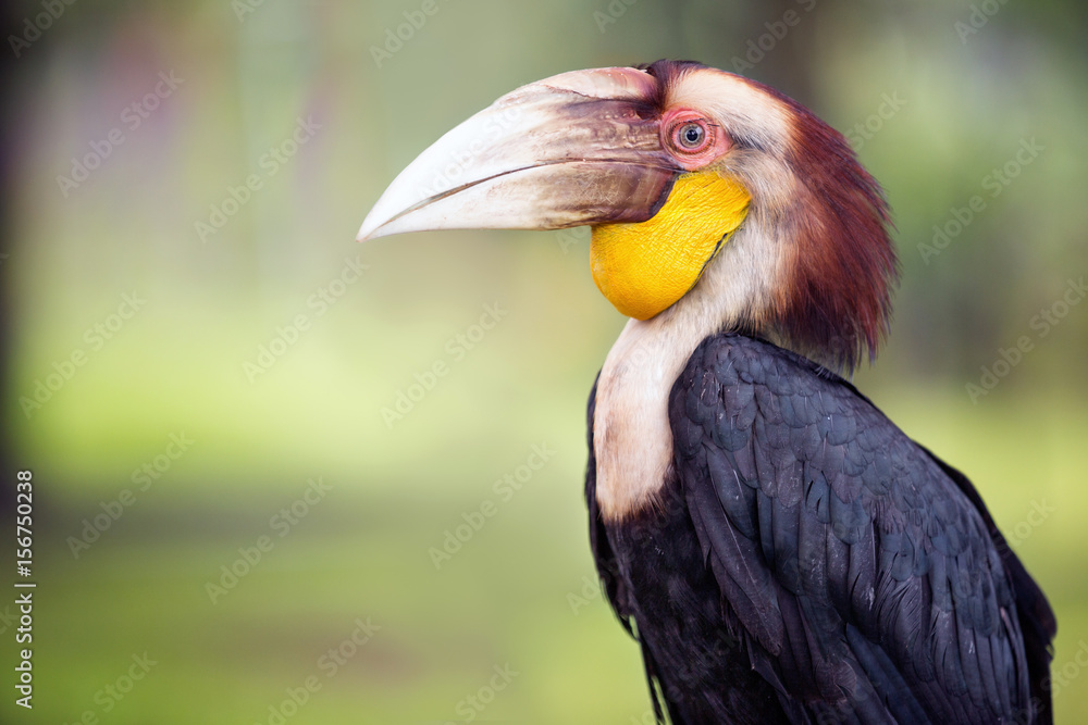 Fototapeta premium Toucan rest on tree
