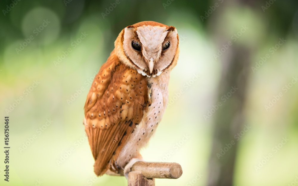 Naklejka premium Western Screech owl