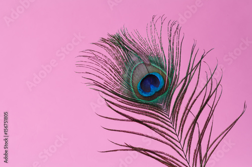 peacock feather in vase