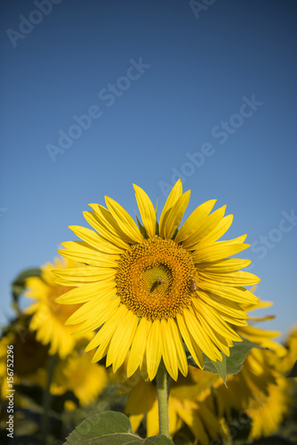 Sunflower, Pampas landscape, Argentina