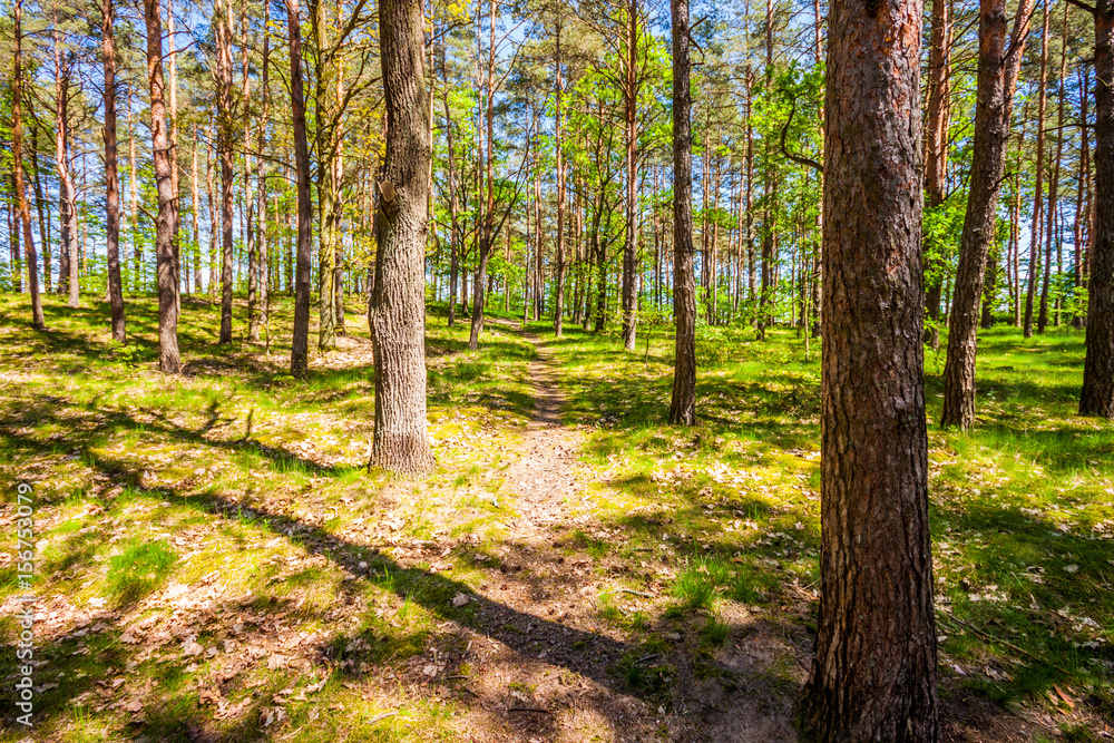 Forest trees. nature green wood sunlight backgrounds Forest trees. nature green wood sunlight backgrounds