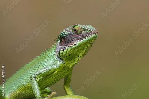 animel lizard green photo sri lanka