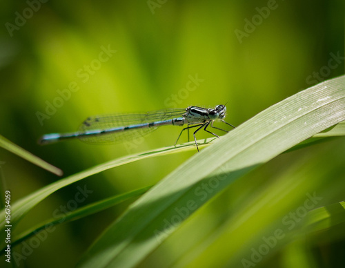 Wallpaper Mural Damselfly Torontodigital.ca