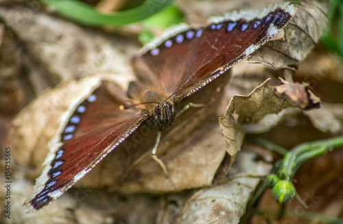 Schmetterling im Laub photo