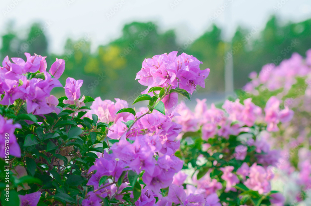 Obraz premium Bougainvillea,pink flowers in thailand