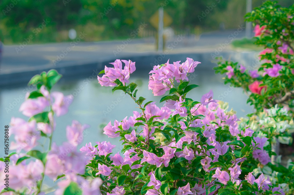 Bougainvillea,pink flowers in thailand