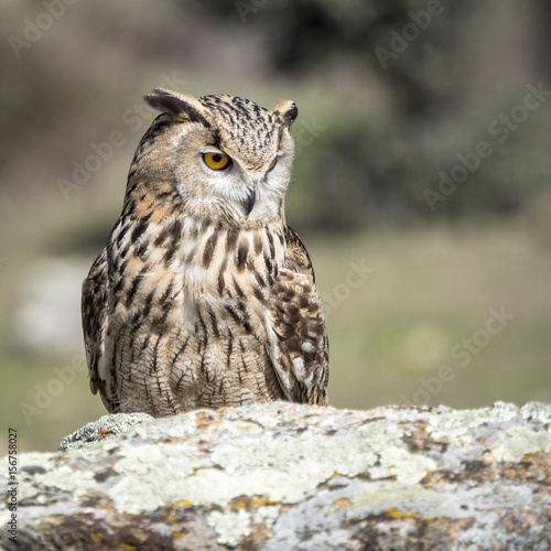 Eagle owl (Bubo bubo) standing on a rock