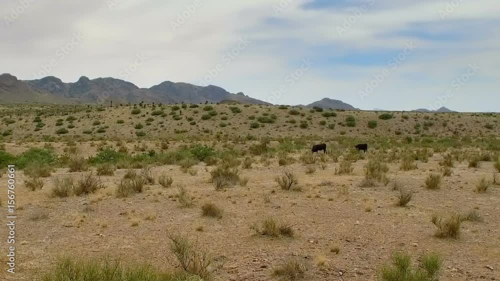 Desert Free Range Cattle Move Right. moving right slow motion shot of free range cattle feeding in the desert
Desert Free Range Cattle Move Right. moving right slow motion shot of free range cattle feeding in the desert