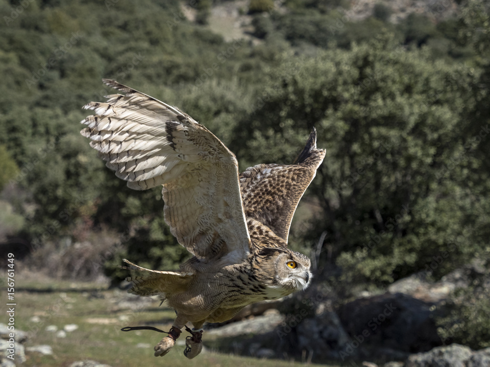 Fototapeta premium Eurasian eagle owl (Bubo bubo) flying in a falconry exhibition