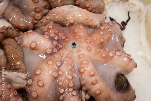 Fresh frozen octopus onice .