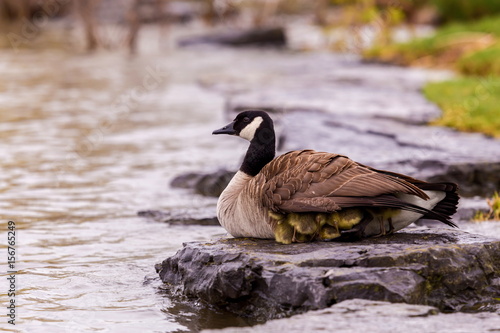 Canada geese protecting their goslings in a parc in Quebec, Canada.